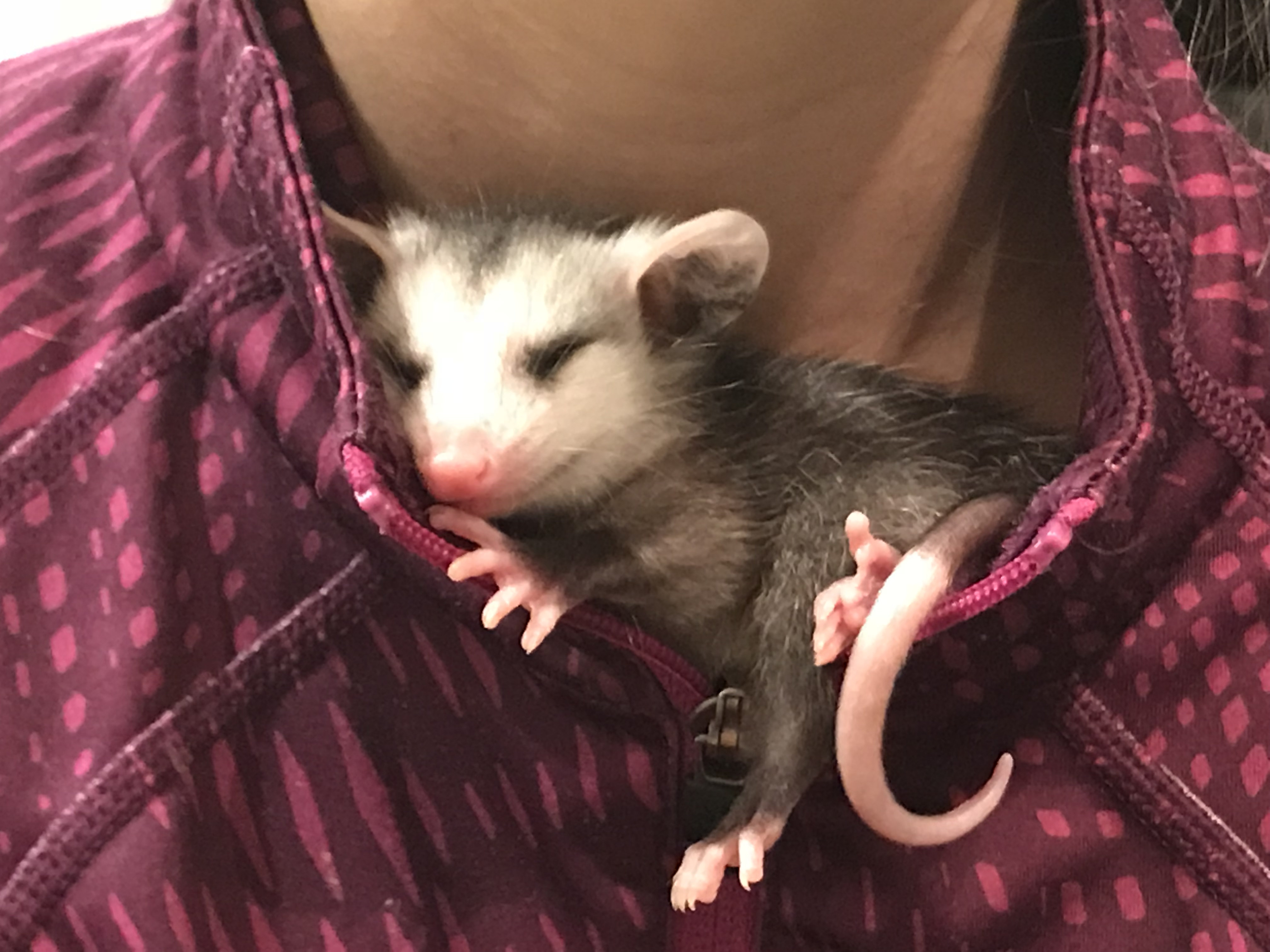 pet baby opossum or possum