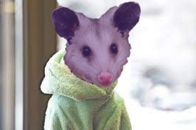 Purple Opossum Consulting